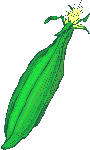corn.gif